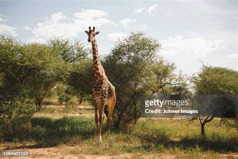 麒麟 正面|725 キリン 正面 Stock Photos, High